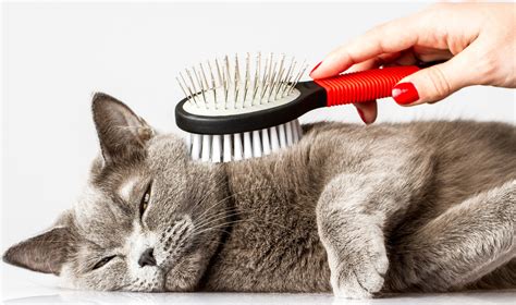 Cat groomer. Things To Know About Cat groomer. 